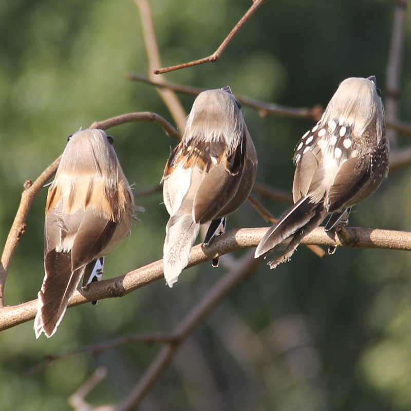 Smart Garden Ai - 2Pcs Hot Feather Bird Imitation Sparrow